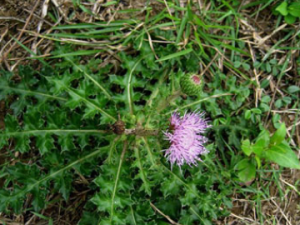 ɽ�ܲ��Ĺ�Ч���� ɽ�ܲ���̵��˷�