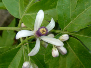 ɭ���Ĺ�Ч���� ɭ���ε�����ʹ