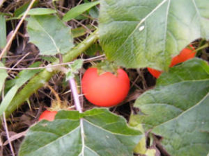 ����ѵĹ�Ч���� �������С�����