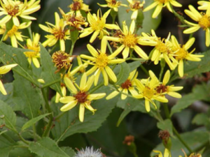 ǧ���Ĺ�Ч���� ǧ������Ϻ�������Ⱦ