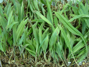 ɽ�ȹ��Ĺ�Ч���� ɽ�ȹ������Ƚⶾ����ɢ��