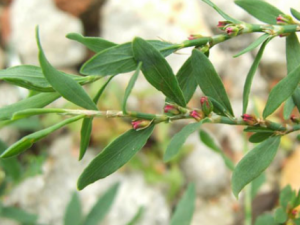 �q��Ĺ�Ч���� �q������������