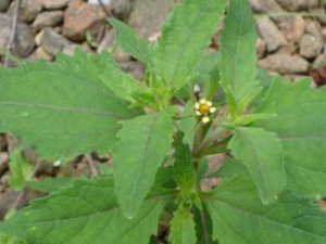 �gݲ�ݵĹ�Ч���� �gݲ�ݿ����ʪ��Ѫѹ