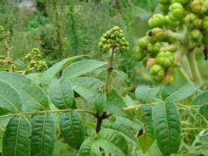 �����ǵĹ�Ч���� ������������ͷʹ�ظ�����