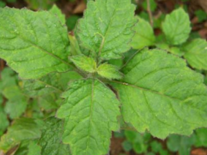 ��޽��Ĺ�Ч������ ��޽�����������ļ���ð