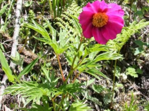 �����˹�Ч���� ���������¾��������͸�ʹ