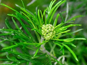 �����ǽ�Ĺ�Ч���� �����ǽ������ಡ�Ը���