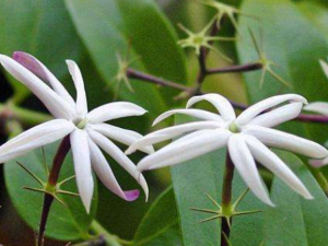 ��Ҷ��ܰ����Щ��Ч ��Ҷ��ܰ����·��Ⱦ