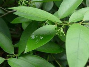 ����ͷ�Ĺ�Ч���� ����ͷ�η�ʪ��ʹ