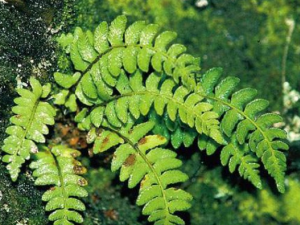 ���۴��ާ�Ĺ�Ч���� ���۴��ާ����֫����