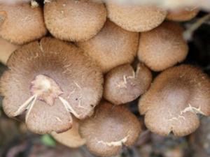 ���ѡ���߲� ѡ���߲˵ļ���Ҫ��