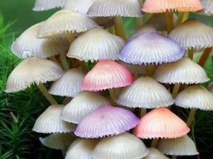 ������ѡ�����ʵ�Ģ��