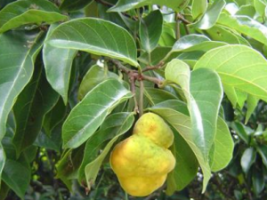 ľɵĹЧ ľɿֹѪθ̵