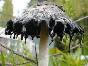 ���ǵĹ�Ч���� ������С���ﲡ