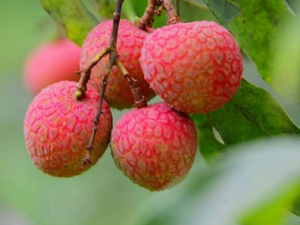 ����֦�Ľ�����֪���� ��γ���֦���������