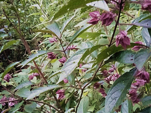 ���������Ĺ�Ч���� ��������ֹ�ȶ�ʹ�θ�ð����