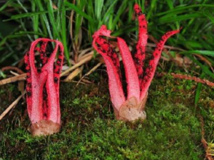 ���ʵĹ�Ч���� �������񴯾�