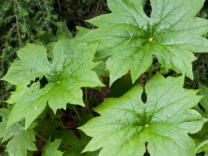 ����Ҷ�Ĺ�Ч���� ����Ҷ�α�Ӹ����