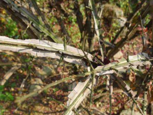 ������Ĺ�Ч���� ��������Ů�ӱ�����Ѫ��������