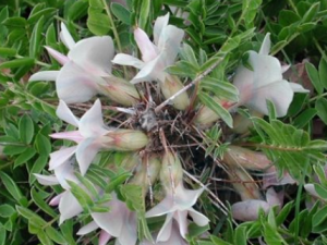 �����������Ĺ�Ч���� �����������ε������˷�ʪ�����ʹ