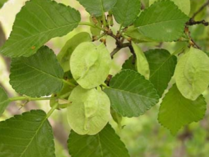 ����Ĺ�Ч���� ���������С�����