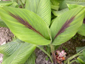 ݭ���Ĺ�Ч���� ݭ������������Ѫ�����µ�֢������