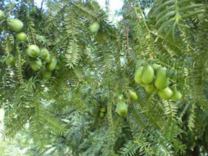 ��ӵĹ�Ч���� ������γ����ʹ