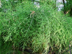 ɽ�����Ĺ�Ч���� ɽ������Ҫ����������ڵķ���