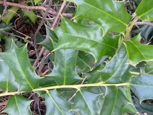 �۹Ǹ��Ĺ�Ч���� �۹Ǹ���존�����