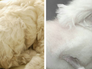 ��ë����Щ���� ��ë�����������մ�ʹ