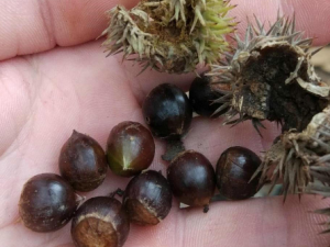 �����Ĺ�Ч���� ����������