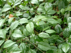 ��÷Ҷ�Ĺ�Ч���� ��÷Ҷ�θ�ð����