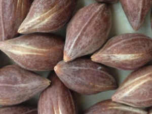 ��魺˵Ĺ�Ч���� ��魺��γ�����Ѫ�ò�����