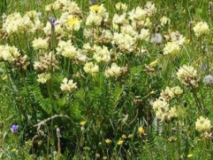 ༬ЩЧ ༬ⶾҽθڳѪ