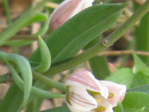 ��ȹõĹ�Ч ��ȹ�����Ѫ��ٶ�������