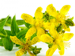 ��Ҷ���̵Ĺ�Ч���� ��Ҷ�����η�ʪ��ʹ����������