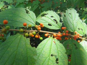 ��Ҷɽ��������Щ��Ч ��Ҷɽ�����н�Ƣ��ˮ������