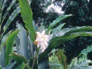 �����ʵĹ�Ч���� ������Ƣ���麮���µ�йк