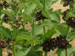 ��ޱ�Ĺ�Ч���� ��ޱ������а��Ӫ���鷢��