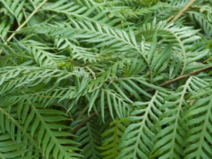 ������������Щ��Ч �����������ʪ������ʹ