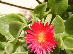 ����������Щ��Ч ��������������Ƥ��