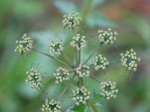 ��������Щ��Ч���� ������Ƣθ�麮йк