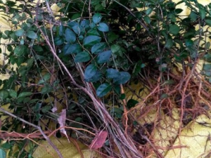 ��ţ���Ĺ�Ч���� ��ţ������ʪ�η�ʪ��ʹ