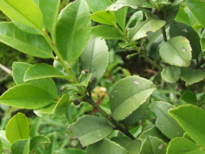 ë����Ĺ�Ч���� ë��������̵ֹ������