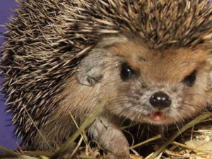 ���Ƥ�Ĺ�Ч���� ���Ƥ���ɢ����Ѫֹʹ