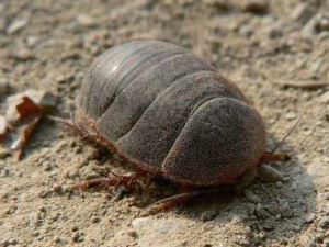 �����Ĺ�Ч���� ������θ��״������Ը���