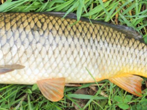 �＾�����ķ��� �＾����Ӧ�����