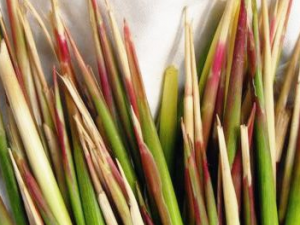 ��é��Ĺ�Ч���� ��é��