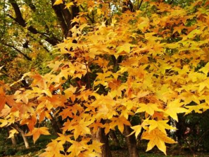 Ԫ����Ĺ�Ч������ Ԫ�����Ԥ����Ѫ֬