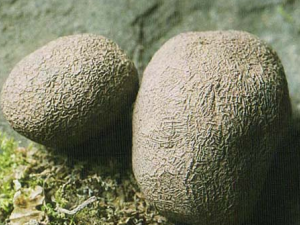 ����Ĺ�Ч���� ��������С�����